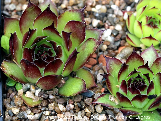 tectorum var. arvernense from Ponsas