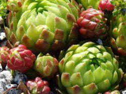 globiferum ssp. arenarium from Pörtschach 