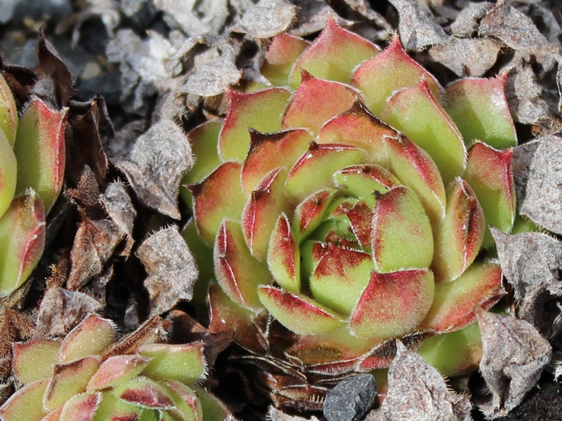 stenopetalum (x adenotrichum)
