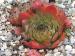 tectorum from Miralago