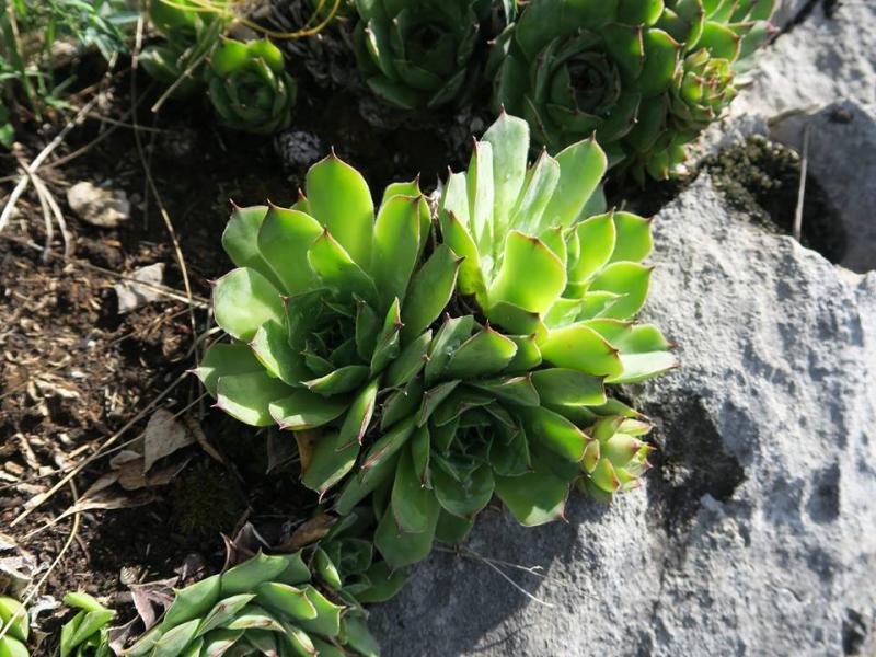 tectorum from Primorska