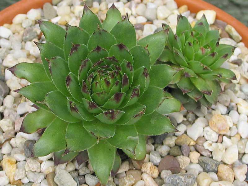 tectorum from Benasque
