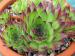 tectorum var. arvernense (italicum)