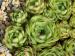 tectorum from Leiferer