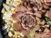 tectorum from Pic de Morgon