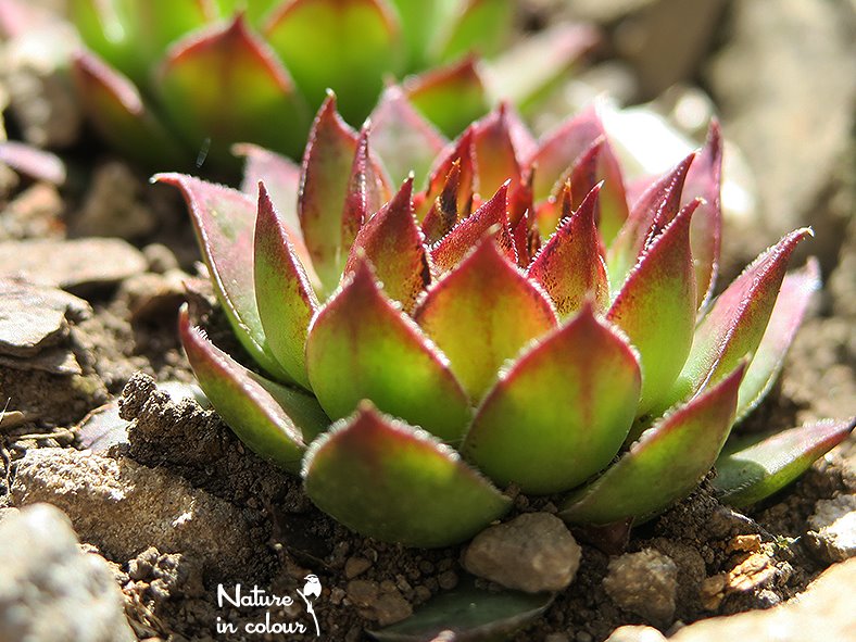 tectorum var. tectorum (mettenianum)