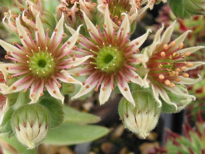 tectorum from "Eporn"