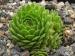 tectorum from Gimillian