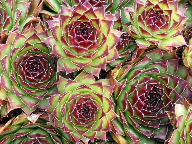 tectorum var. tectorum (boutignyanum) from Route de Tuixén