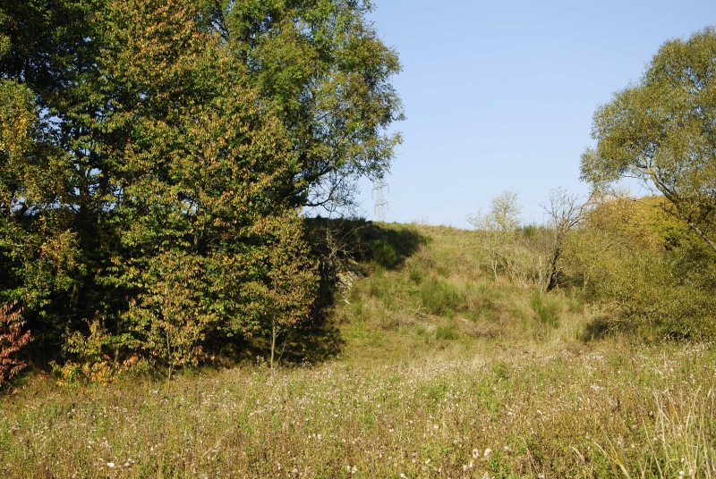 globiferum ssp. globiferum from Zlatá Hvězda