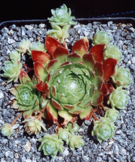 Kernerianum