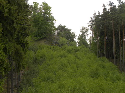 globiferum ssp. globiferum from Kozinec