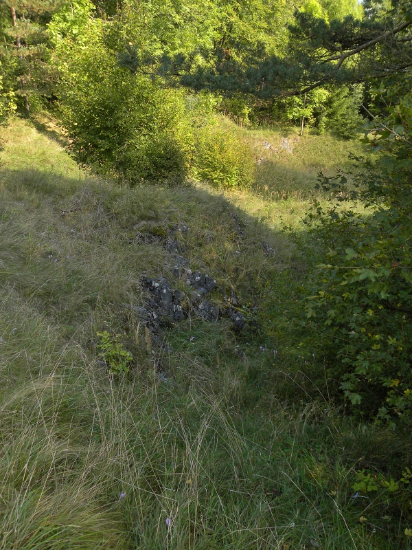 globiferum ssp. globiferum from Lipovec, Velká Dohoda