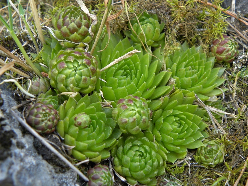 globiferum ssp. globiferum from Lipovec, Velká Dohoda