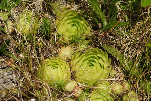 globiferum ssp. globiferum from Nevděk