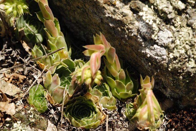 heuffelii from Kozjak, SO Abhang