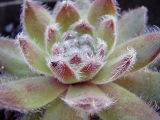 fauconnetii (x angustifolium)