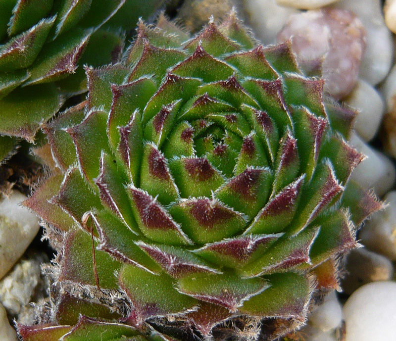 funckii var. aqualiense