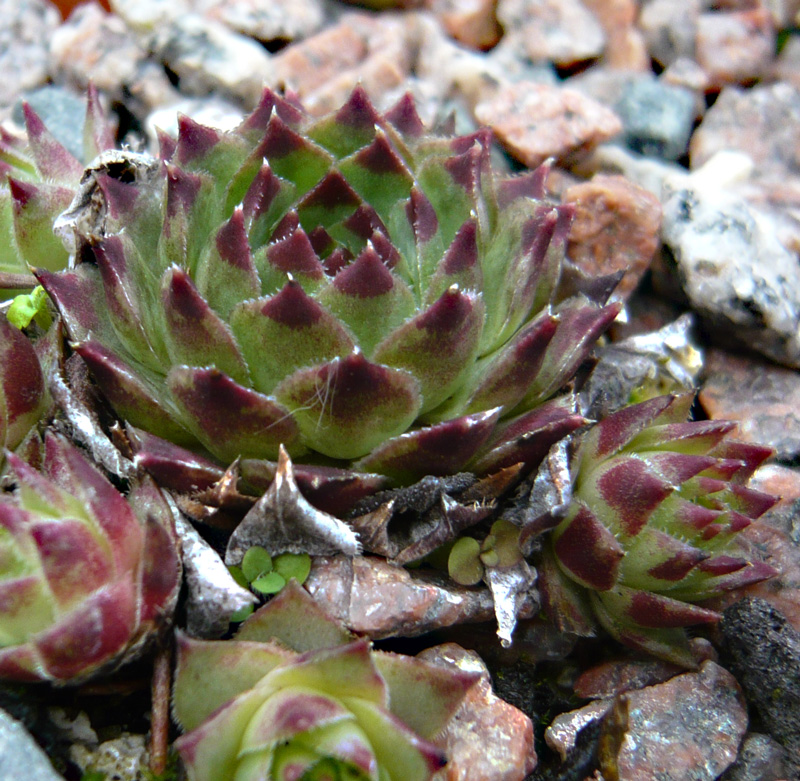 calcareum from Route d'Annot