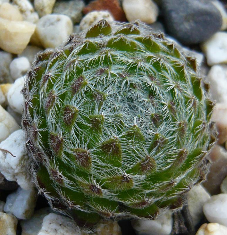 ciliosum ssp. octopodes from Mali Hat