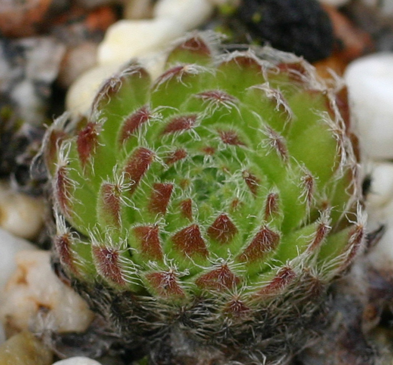 ciliosum from Strumska Dolina