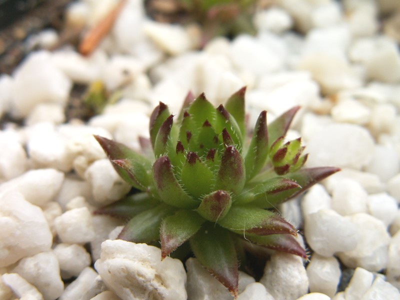 globiferum ssp. hirtum from Dunajec