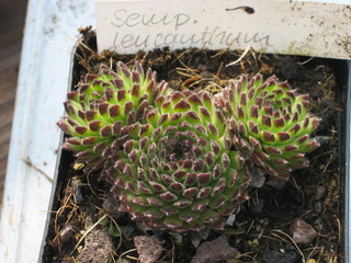 leucanthum