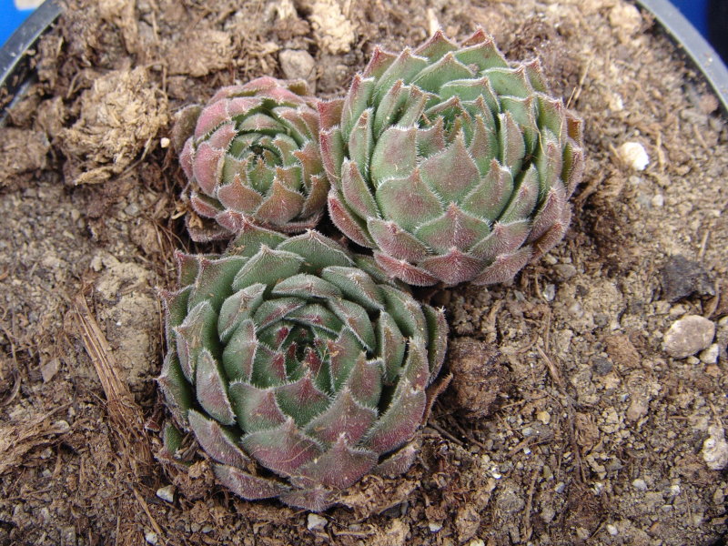 marmoreum (stoloniferum)