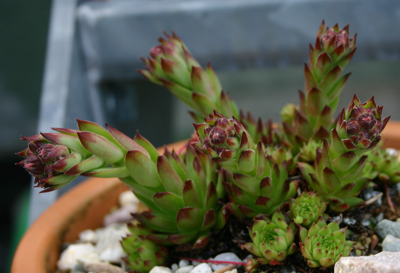 caucasicum