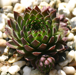 globiferum ssp. hirtum from Col d'Aubisque
