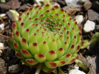 ciliosum ssp. octopodes (apetalum)