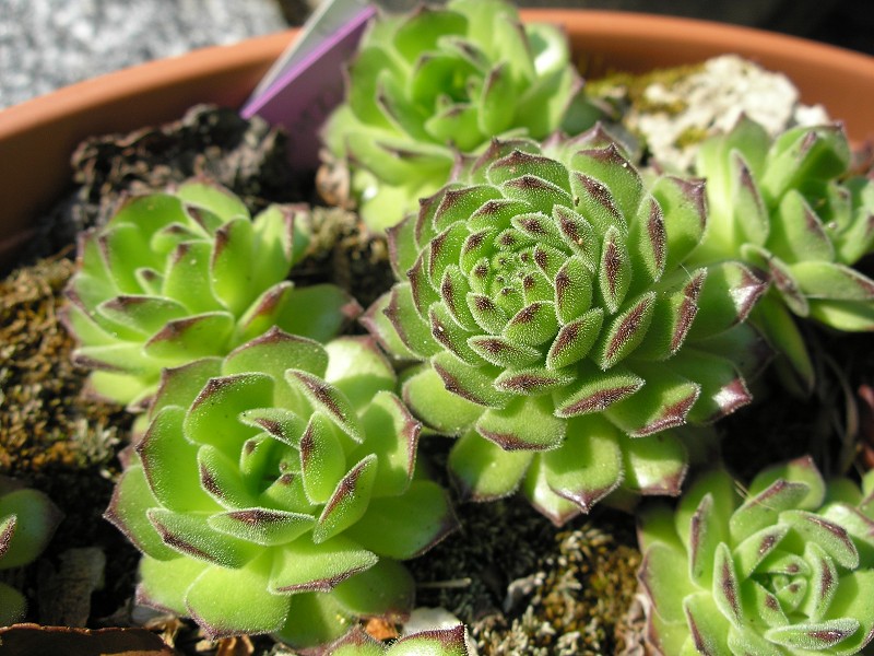 grandiflorum