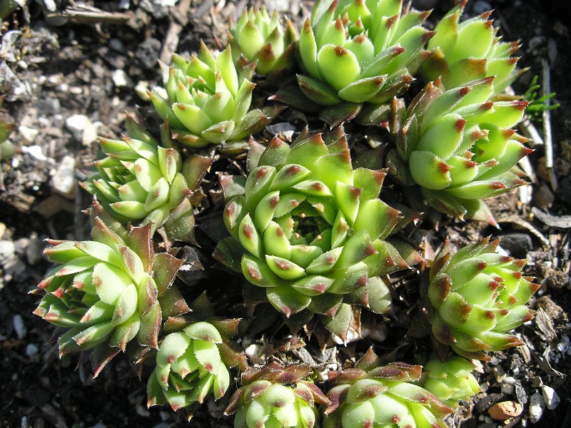 calcareum from Céüse (Typ nanus) 1