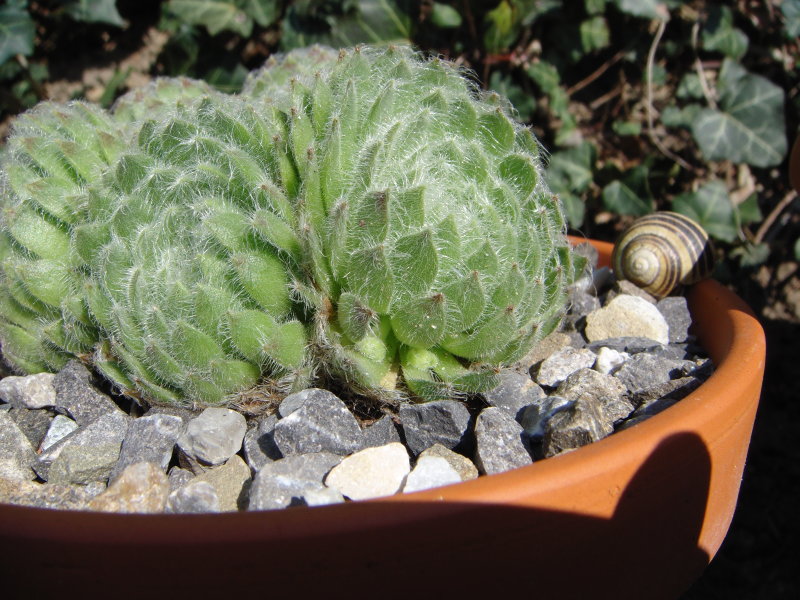 ciliosum ssp. ciliosum (borisii)