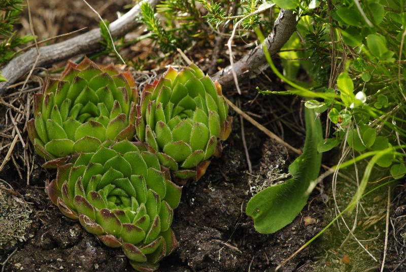 heuffelii from Vihren - O Abhang