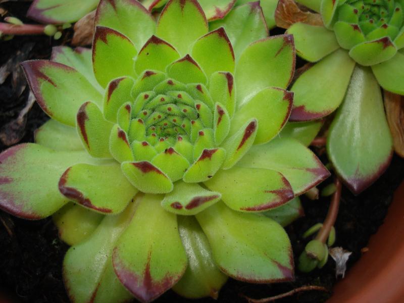 grandiflorum