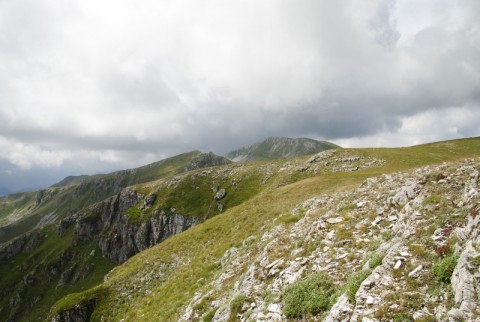 heuffelii from Manastirište