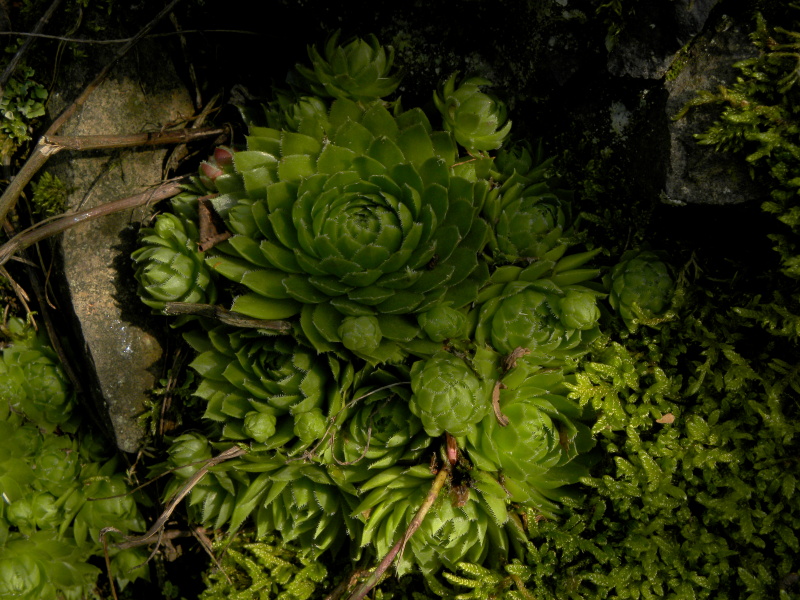 globiferum ssp. globiferum from Skomelno, Hůrka