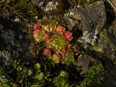globiferum ssp. globiferum from Branišovský vrch