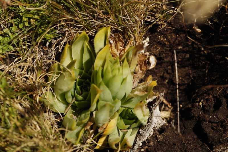 heuffelii from Kobilini steni, Süd