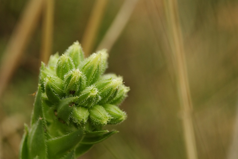 globiferum ssp. hirtum from Bratislava, Parlament