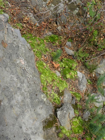 globiferum ssp. globiferum from Kozelka