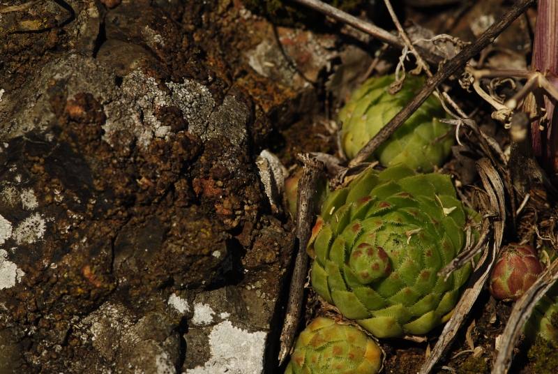 globiferum ssp. globiferum from Trubínský vrch