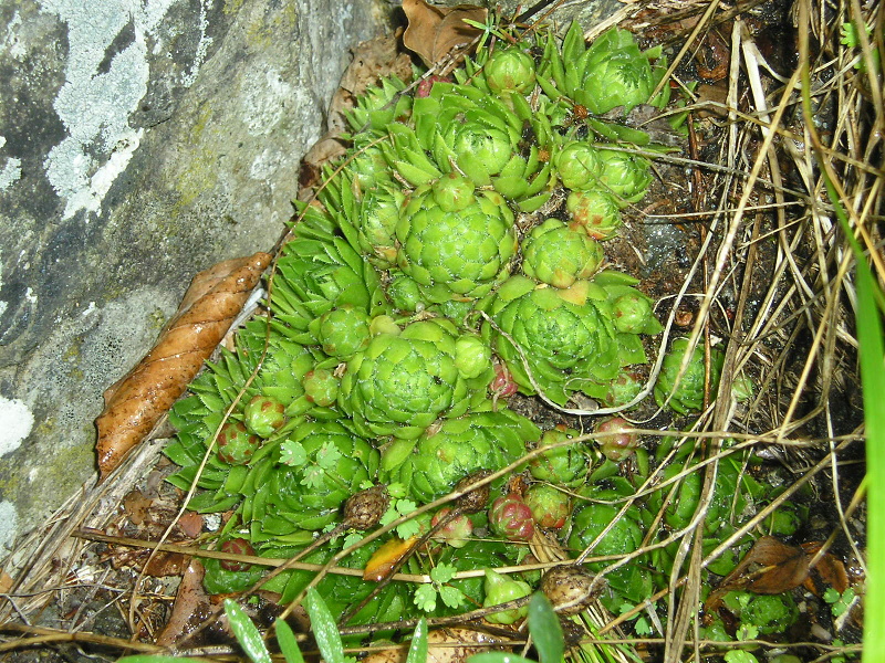globiferum ssp. globiferum from Velký Bezděz