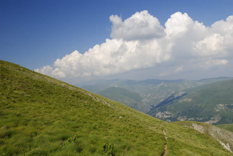 heuffelii from Guri i Delpnis
