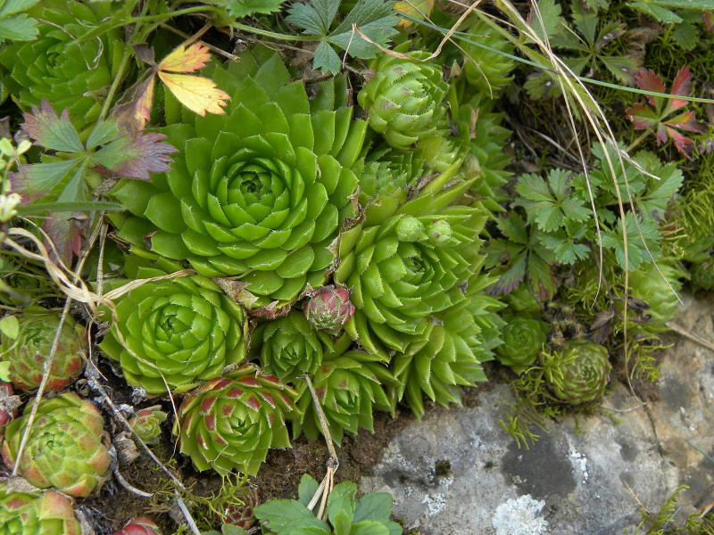 globiferum ssp. globiferum from Lipovec, Velká Dohoda