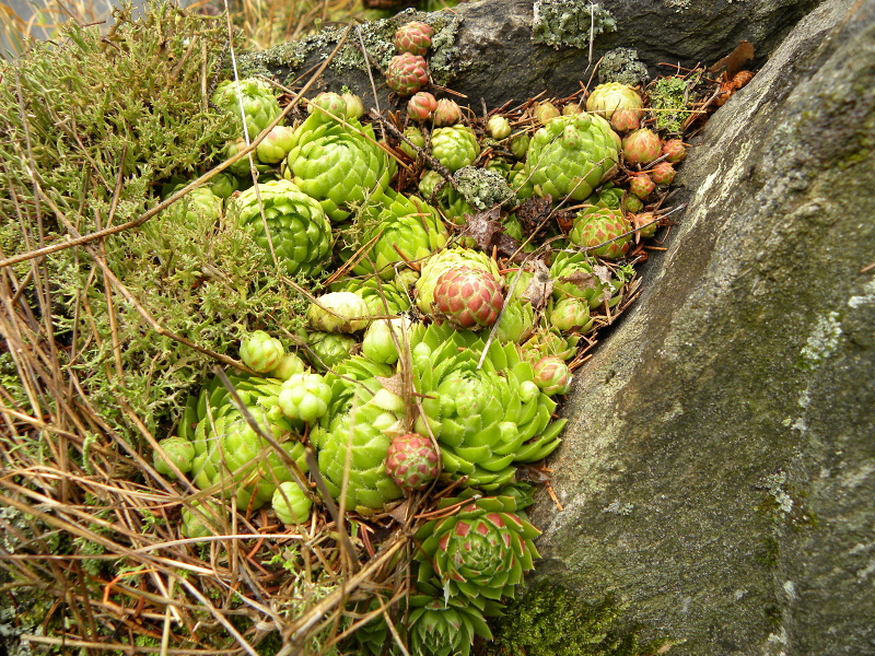 globiferum ssp. globiferum from Fluss Teplá, PR Údolí Teplé