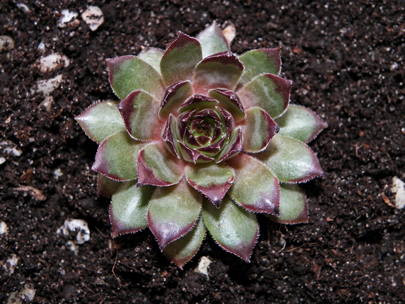 King Alfred