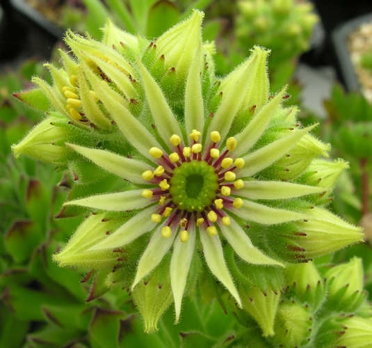 grandiflorum