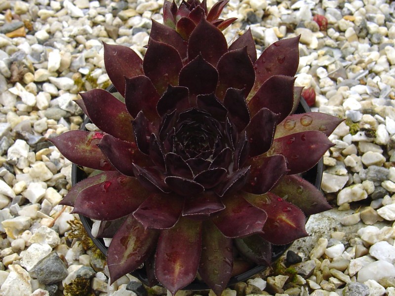 King Alfred